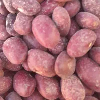 فروش عمده لوبیا قرمز بوجاری درجه‌یک در سعادت‌شهر