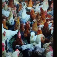 فروش ۹۰۰ عدد مرغ وخروس گلپایگان به صورت کلی وجزئ|حیوانات مزرعه|تهران, تهرانسر شرقی|دیوار