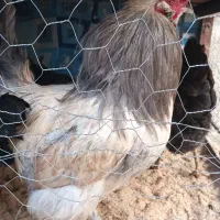 خروس آمریکایی|حیوانات مزرعه|مشهد, محمدآباد|دیوار