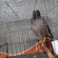 مرغ مینا سخنگو