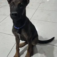 سگ مالینویز