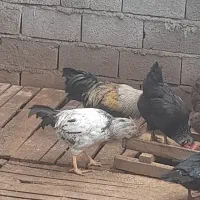 خروس محلی|حیوانات مزرعه|قائمشهر, |دیوار