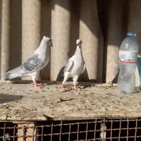 شامگس کاکل