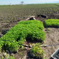 گوجه فرهنگی