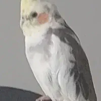 عروس هلندی گمشده مژدگانی ده میلیونی برای یابنده|حیوانات|تهران, مهران|دیوار