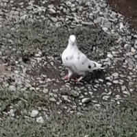 کبوتر گرفته شده