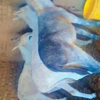 خرفروشی|حیوانات مزرعه|زاوه, |دیوار