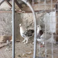 حیون آس غریب گیری