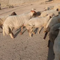 قوچ سنجابی درجه یک  مال دولمنی