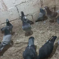 یه کوله کفتر