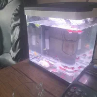 فروش فوری اکواریم با ماهی