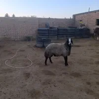 گوسفند نژاد شال میش بره دار