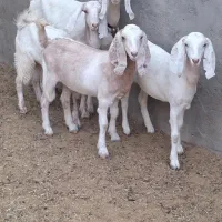 بز پاکستانی ۳قلوزا شکم دوم بزغالها ماده. و۴کولار