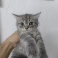 اسکاتیش از یک ماه و نیمه تا ۴ ماهه هم ماده هم نر