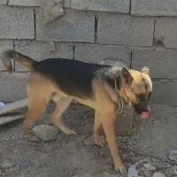 سگ ژرمن