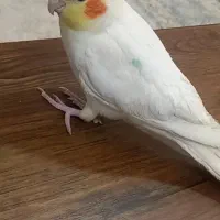 گمشده|پرنده|تربت جام, فاز ۳ فرهنگیان|دیوار