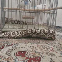 دو عدد مرغ عشق نر و ماده با قفس