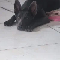 واگذاری ژرمن شپرد ورک لاین ماده