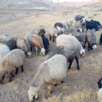 ۳۴راس میش داشتی|حیوانات مزرعه|شیراز, شهرک والفجر|دیوار