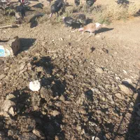 بوقلمون ارگانیک صددرصد محلی(بومی بومی)