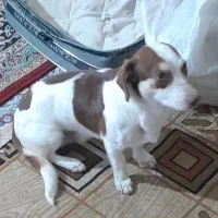 سگ پاکوتاه اشپیتز آلمانی|سگ|مشهد, نوده|دیوار