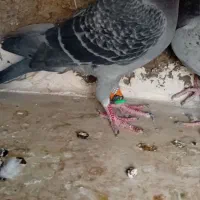 پرنده گرفتنی قلدر|پرنده|الوند, |دیوار