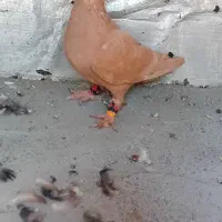 پاک کن دفتر کتاب مداد پرنده موجود ه