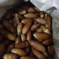 بلوط فروش|خوردنی و آشامیدنی|بدره, |دیوار