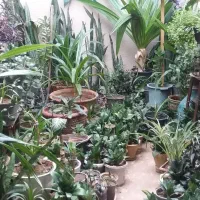 گل و گیاهگل