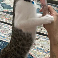 گربه