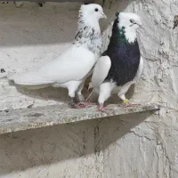 تعدادی کبوتر طوقی آس + ساده زرد