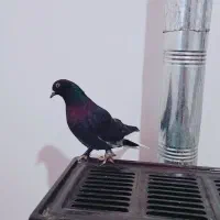 کبوتر زاغ دم سفید