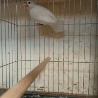 نرگسی ماده بالغ حلقه پا|پرنده|قزوین, |دیوار