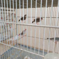 فنچ نرگسی|پرنده|کرج, کیانمهر|دیوار