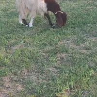 بز ماده|حیوانات مزرعه|زهک, |دیوار