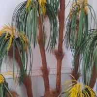 نخل مرداب تزینی