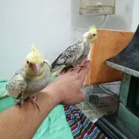 عروس هلندی سخنگو|پرنده|مشهد, توس فردوسی|دیوار