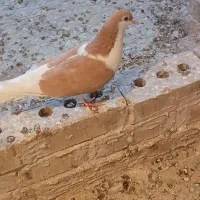 ساده ماده|پرنده|تایباد, |دیوار