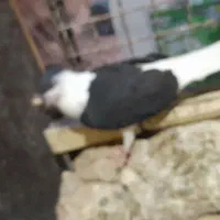 پاسلام ۳عددکفتر۲تانر۱ماده ۱۷۰۰