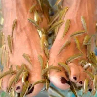 فیش اسپا|ماهی|دوگنبدان, |دیوار