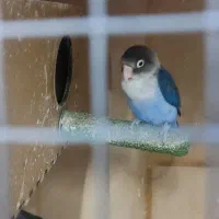 عروس هلندی ،کوتوله ،مرغ عشق،قفس بزرگ|پرنده|مشهد, تربیت (صدف)|دیوار