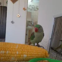 شاه طوطی بخر برزیلی و دوتا قفس هدیه بگیر|پرنده|هشتگرد, فاز ۱ مهستان|دیوار