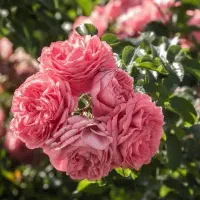 گل محمدی  عطری مخصوص گلاب قمصر کاشان به شرط|خدمات باغبانی و درختکاری|تهران, اتابک|دیوار