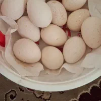 تخم بوغلمون