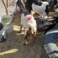 سه تا گیسه مایه دو قلو زا و یک بز و چهار تا چپش|حیوانات مزرعه|کهنوج, |دیوار