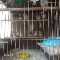 فنچ زبرا در رنگهای مختلف|پرنده|بابل, |دیوار