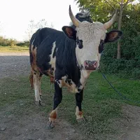 ورزاکوله منده چالوسی عروسک الماس260تایی گاونر