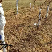 سیب|فروش دفتر صنعتی، کشاورزی، تجاری|قیدار, |دیوار