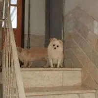 پامر عروسکی تربیت شده دختر