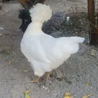 جوجه کاکلی